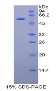Rat ERG-1 / CUZD1 Protein (Recombinant His-GST)