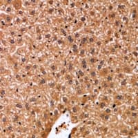 HCLS1 Antibody