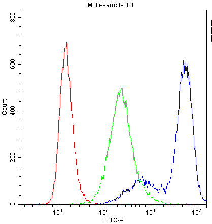 PPP1R12A / MYPT1 Antibody (aa1-40)