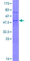 Human TRIM48 / RNF101 Protein (Recombinant GST)