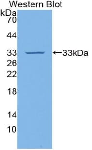 F3 / CD142 / Tissue factor Antibody (aa36-292, Biotin)