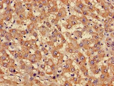FFAR3 / GPR41 Antibody (aa280-346)