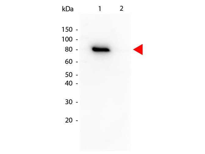 AKT1 Antibody (phospho-Thr308, clone 18F3.H11, Biotin)