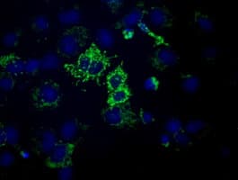 HIBCH Antibody (clone 5C5, Carrier-free)
