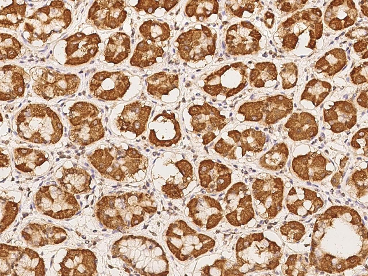 RRP36 Antibody