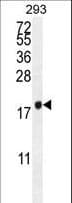 PCOTH Antibody (aa14-42)