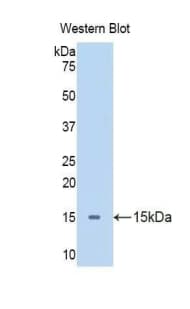Apelin Antibody (aa19-77)