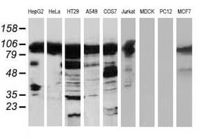 ERIC-1 / TACC3 Antibody (clone OTI6H4, Carrier-free)