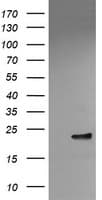 VBP1 Antibody (clone OTI2G2)