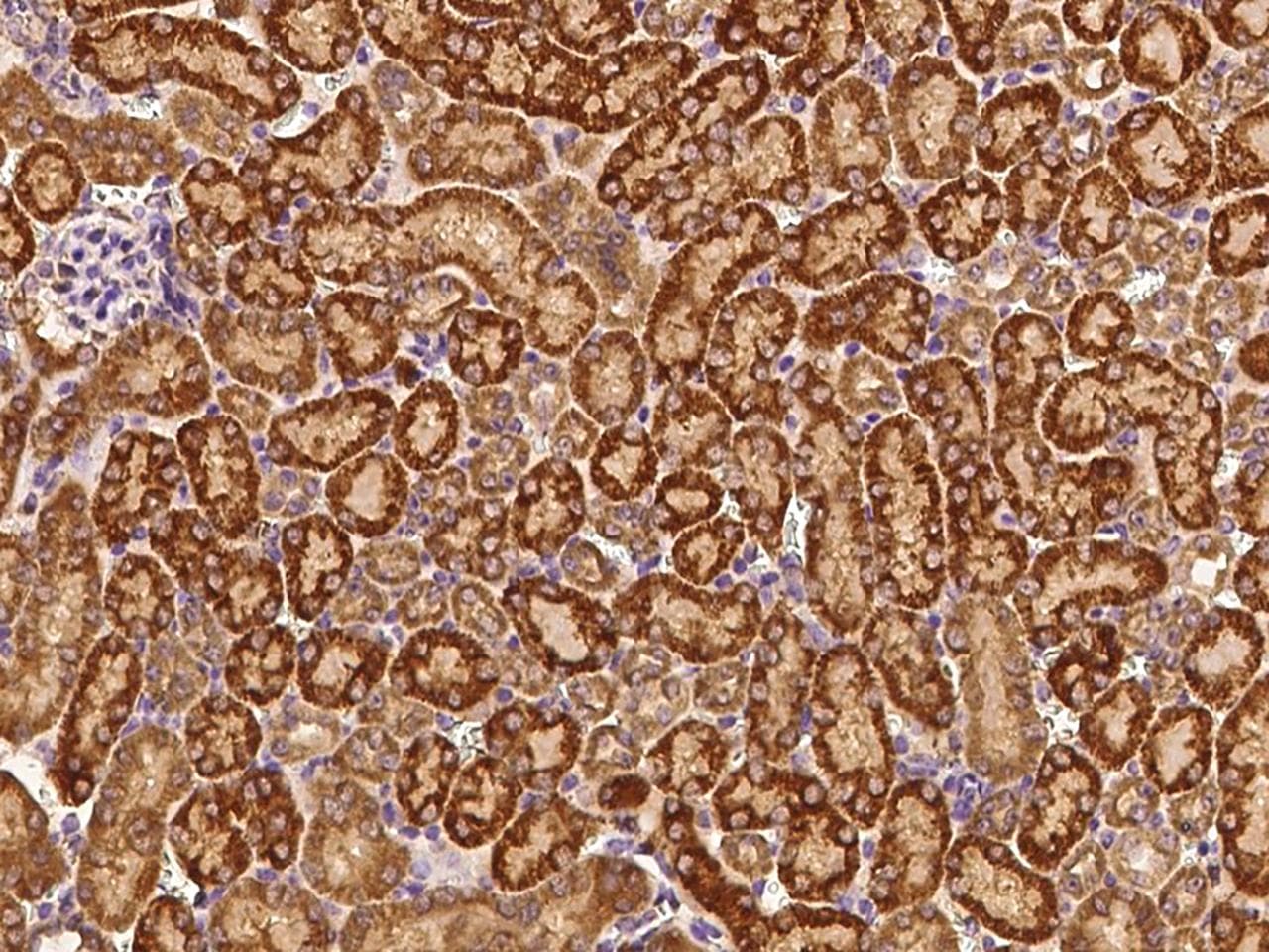 PTGS2 / COX2 / COX-2 Antibody (Preservative Free)