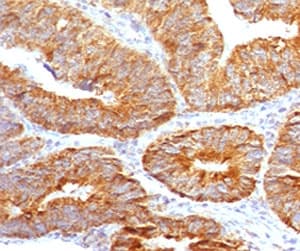 TNFSF15 / TL1A / VEGI Antibody (clone TLRM1-1)