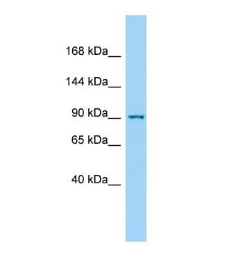 PKN1 Antibody (C-Terminus)