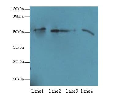 CD66a / CEACAM1 Antibody