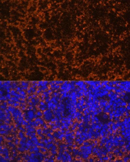 CCL19 / MIP3-Beta Antibody