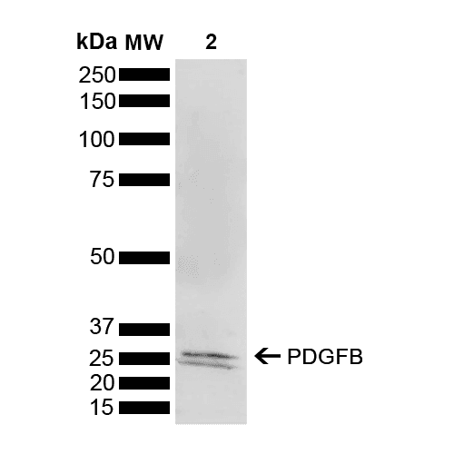 PDGF-BB Antibody (APC)