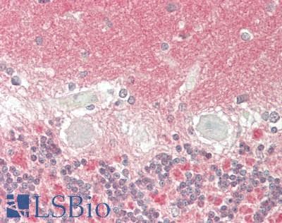 IHC-plus™ SIRPA / CD172a Antibody (clone 1C6)