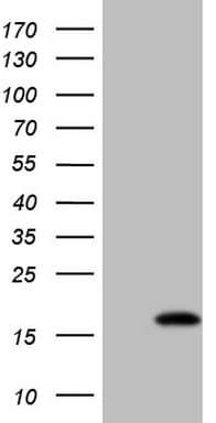 BTG2 Antibody (clone OTI7A10)