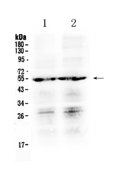 Polyclonal Rabbit anti-Human PTGER4 / EP4 Antibody (WB)