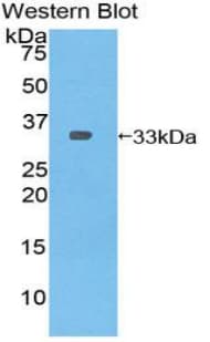 PLEKHA1 Antibody (aa92-346, PE)