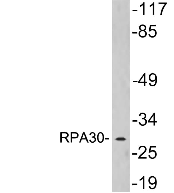 RPA4 Antibody (aa212-261)