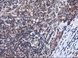 HMOX2 / Heme Oxygenase 2 Antibody (clone OTI1C2)