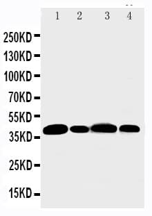 Polyclonal Rabbit anti-Mouse AURKB / Aurora-B Antibody (aa72-87, WB)