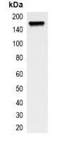 EGFR Antibody