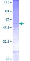 Human INSL5 Protein (Recombinant GST)