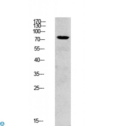SYK Antibody
