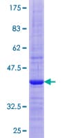 Human FNDC5 / Irisin Protein (Recombinant GST)