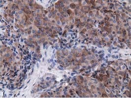 VWA5A Antibody (clone OTI3D6)