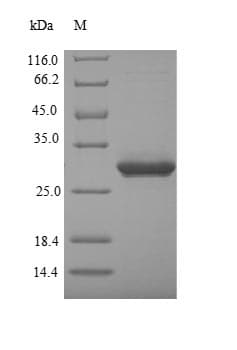 Mouse DEFA5 / Defensin 5 Protein (Recombinant GST, N-terminus)
