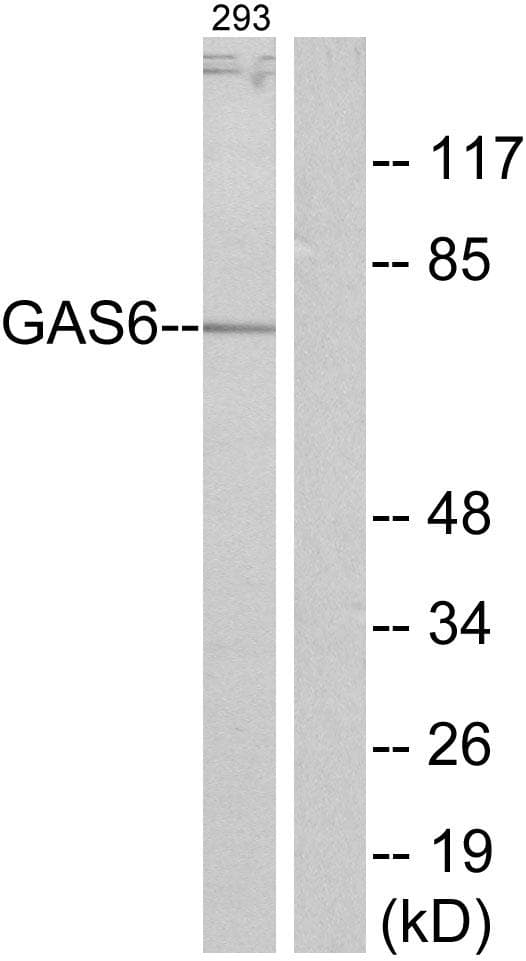 GAS6 Antibody