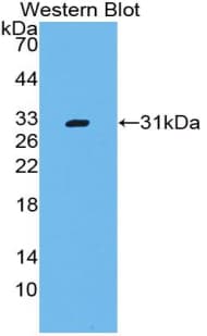 CD109 Antibody (aa719-965)