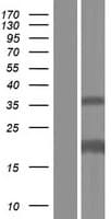 SAMD12 Protein (Over-Expression Lysate Myc-DDK (Flag))