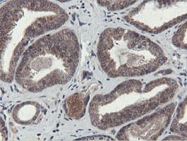 OTUB1 / OTU1 Antibody (clone OTI5B8)