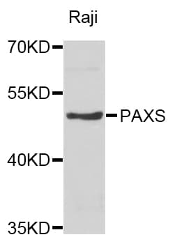 PAX5 Antibody