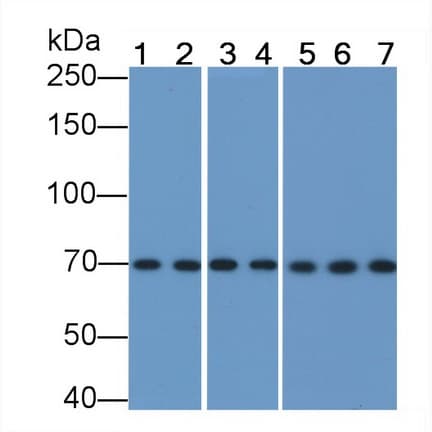 HSPA1A Antibody