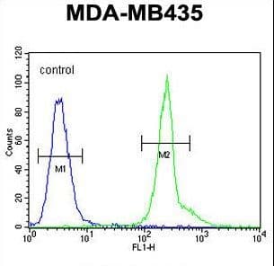Polyclonal Rabbit anti-Human PRPSAP1 Antibody (aa30-59, WB)