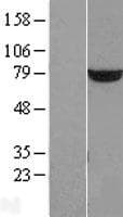 PUS7 Protein (Over-Expression Lysate Myc-DDK (Flag))