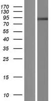 CHPF2 / CSGLCAT Protein (Over-Expression Lysate Myc-DDK (Flag))