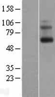 Encephalopsin / OPN3 Protein (Over-Expression Lysate Myc-DDK (Flag))
