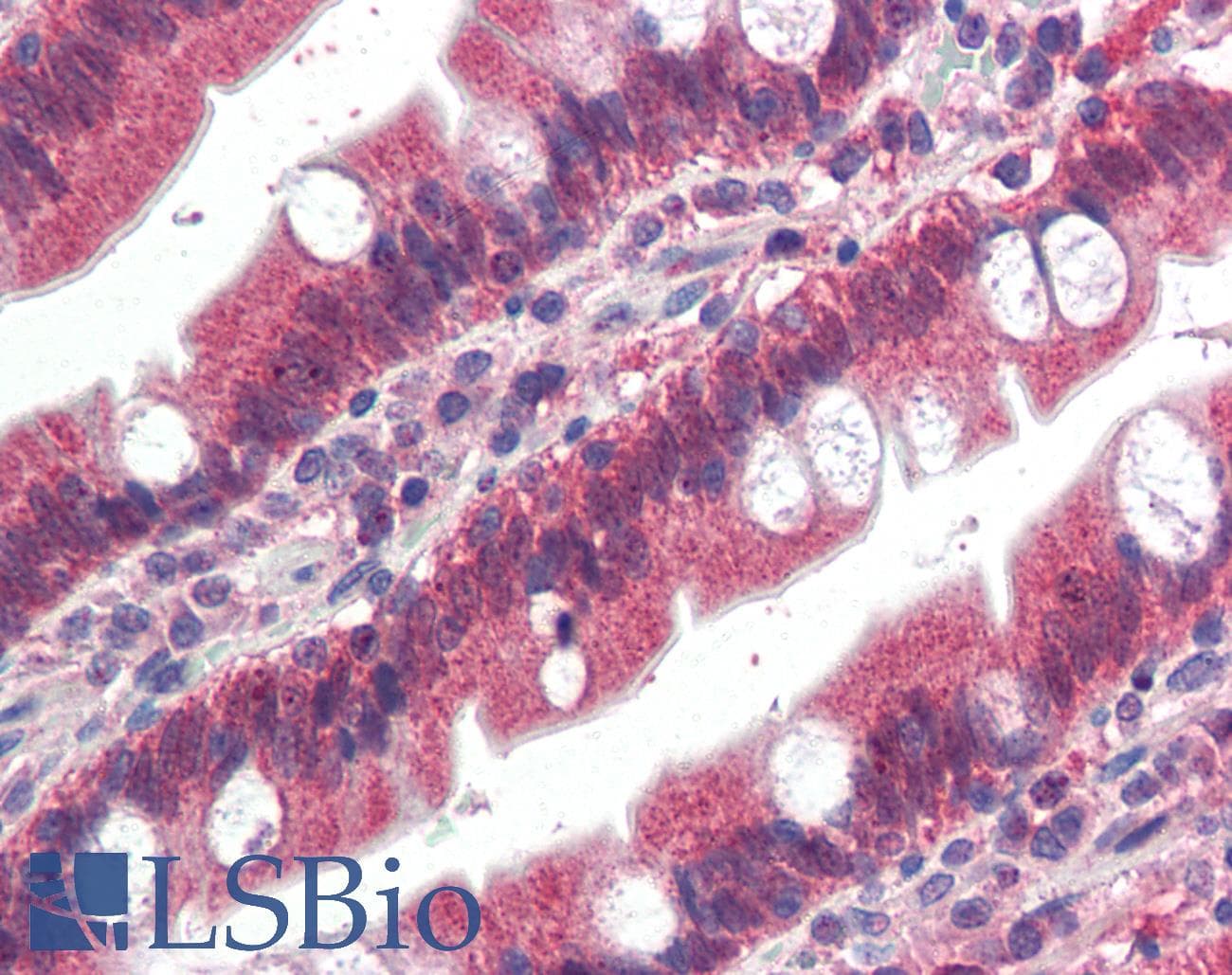 IHC-plus™ FGFR1 / FGF Receptor 1 Antibody (aa837-852)