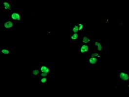 RAP74 / GTF2F1 Antibody (clone OTI1C5, Carrier-free)