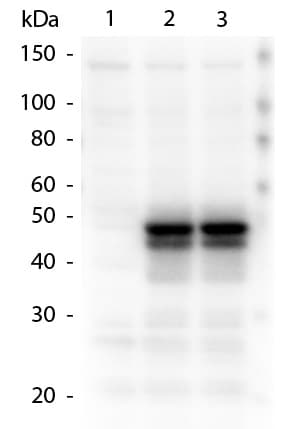 IHC-plus™ HAUS8 Antibody