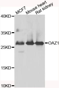 OAZ1 / OAZ Antibody