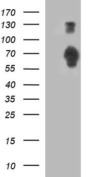 SIRPA / CD172a Antibody (clone OTI1H1)