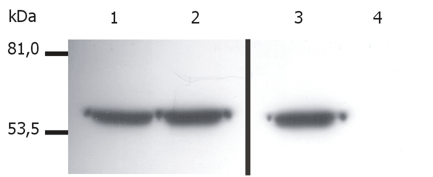 Monoclonal Mouse anti-Pig Vimentin Antibody (clone VI-01, WB)