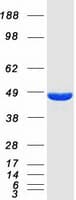 Human SH3GL1 / EEN Protein (Recombinant Myc-DDK (Flag))