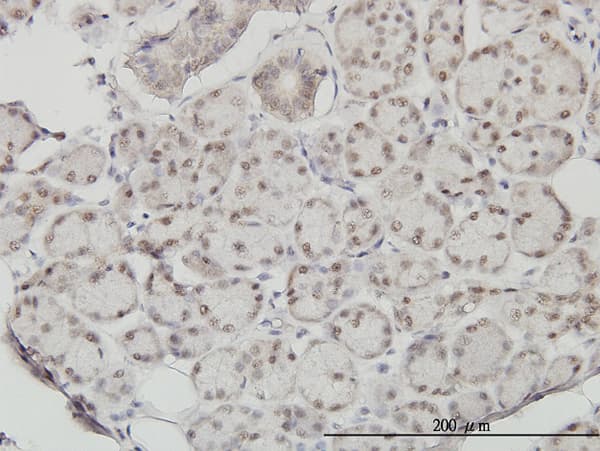 SSH3 Antibody (clone 6F9)